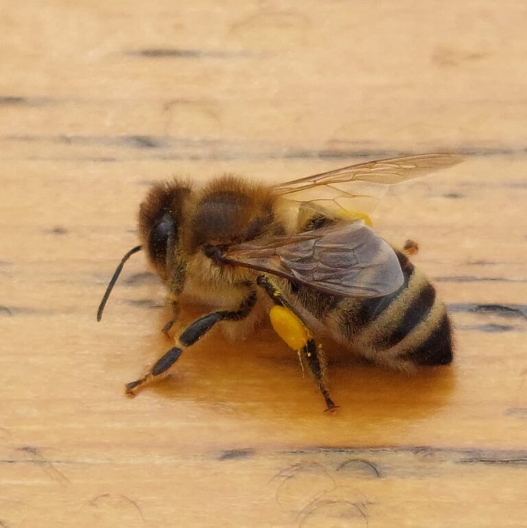včela fotka apiterapie apidomek vilémovice