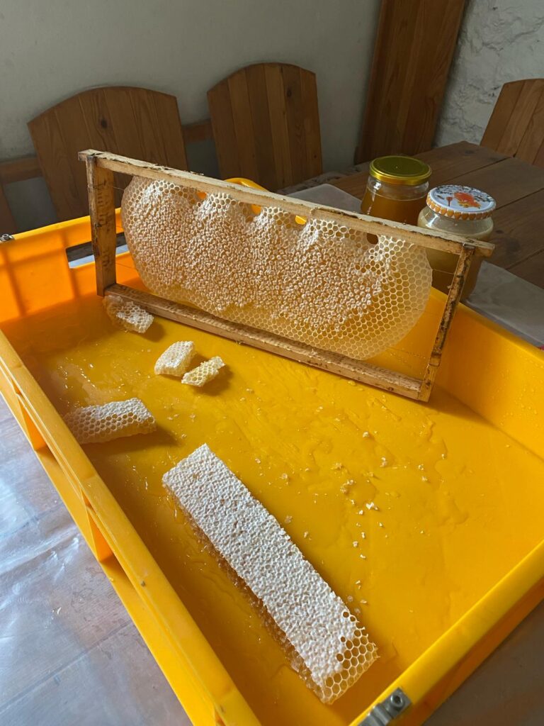 apiterapie vilémovice apidomek včelí med plástev